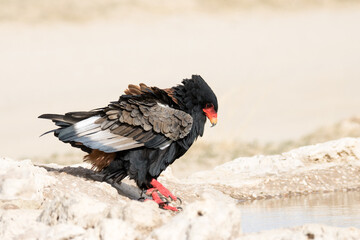 Kgalagadi Transfrontier National Park, South Africa: Bateleur eagle