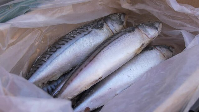 Mackerel fish lie in a box on the counter of a street market.