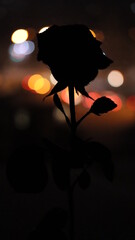 Naklejka premium Rose silhouette, by the window. 