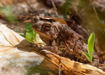 Toad with leaf on its head, Great Neck Conservation Area, Wareham, Massachusetts