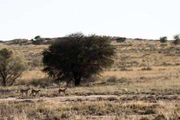 Fototapeta na wymiar Kgalagadi Transfrontier National Park, South Africa: Landscape with cheetah