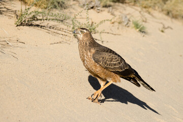 Kgalagadi Transfrontier National Park, South Africa: Juvenile Pale Chanting Goshawk