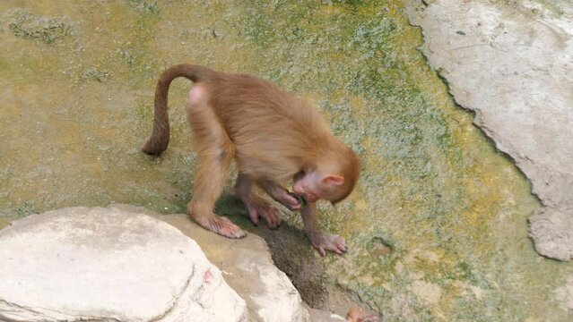 Baby mandrill Mandrillus sphinx is looking for something on the ground in the zoo, playing with the green leaf