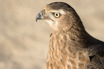 Kgalagadi Transfrontier National Park, South Africa: Juvenile Pale Chanting Goshawk
