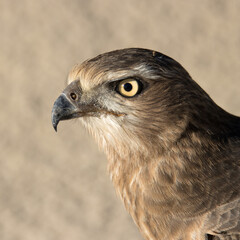 Kgalagadi Transfrontier National Park, South Africa: Juvenile Pale Chanting Goshawk