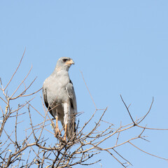 Kgalagadi Transfrontier National Park, South Africa: Pale Chanting Goshawk