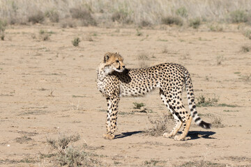 Kgalagadi Transfrontier National Park, South Africa: cheetah hunting