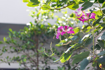 Orchid tree, Purple orchid tree, Butterfly tree, Purple bauhinia, Hong kong orchid tree