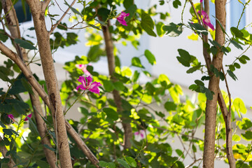 Fototapeta premium Orchid tree, Purple orchid tree, Butterfly tree, Purple bauhinia, Hong kong orchid tree