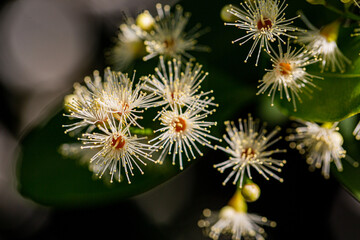 Scientific name Syzygium australe ( J.C. Wendl. Ex Link ) B.Hyland.Common names: Australian Rose Apple, Brush Cherry, Creek Lily pilly, Creek..Wong - MYRTACEAE