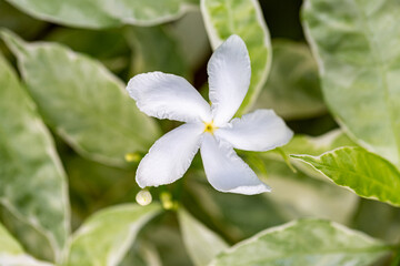 Obraz na płótnie Canvas Flower of variegated crepe jasmine or Tabernaemontana divaricata 'Silver Ice' or Variegated Great Rosebay (Tabernaemontana corymbosa).