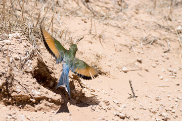 Kgalagadi Transfrontier National Park, South Africa: Swallow-tailed bee-eater