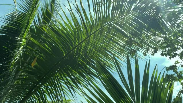 Tropical coconut palm leaf swaying in the wind with sun light. Summer video