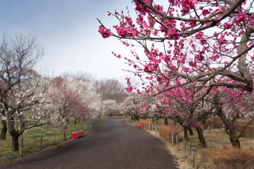 Obraz premium 梅園の風景