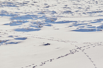 Snow-covered ice surface of the river on a winter day. Traces of people and animals. Light and shade.
