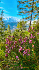 Obraz premium Bell heather with scenic view of snow capped mountain peaks of Karawanks on the way to Sinacher Gupf in Carinthia, Austria. Mount Wertatscha is visible through dense forest in early spring. Rosental