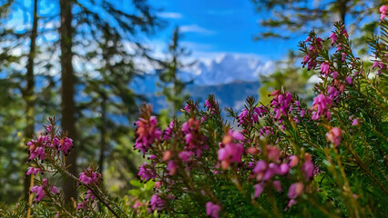 Obraz premium Bell heather with scenic view of snow capped mountain peaks of Karawanks on the way to Sinacher Gupf in Carinthia, Austria. Mount Wertatscha is visible through dense forest in early spring. Rosental