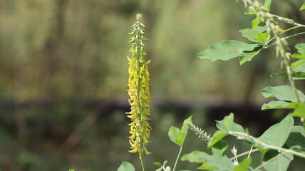 Green evergreen plant and its pod