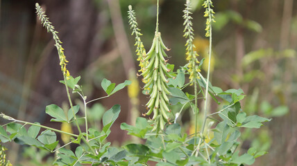 Green evergreen plant and its pods. In the dim background