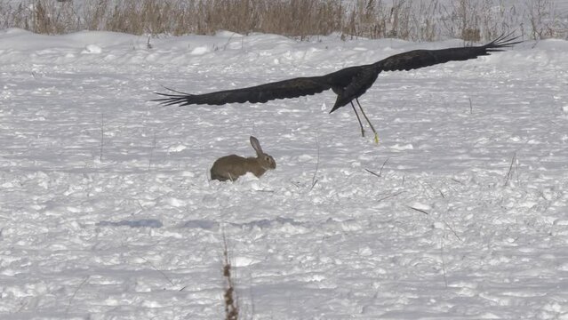 A tamed hunting golden eagle hunts a hare in a snowy field. An eagle attacks a sitting hare and kills it in slow motion.