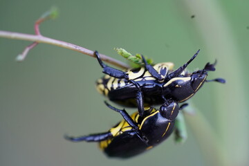 Pair of black and yellow beetles Rutela Lineola (Scarabaeidae, Rutelinae). Village Solimoes near the river Rio Tapajós, Pará state, Brazil.