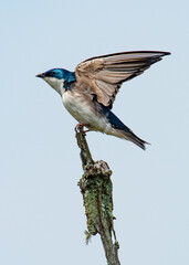 Male tree swallow along the New Boston Trail, Fairhaven, Massachusetts
