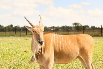 Eland (Tragelaphus oryx) in wildlife sanctuary