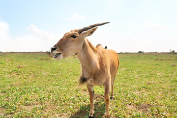 Eland (Tragelaphus oryx) in wildlife sanctuary