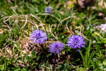 Fototapeta premium Globularia cordifolia flower in mountains, close up