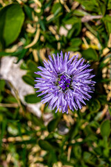 Globularia cordifolia flower growing in mountains, close up