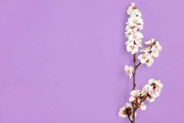 Sprigs of apricot tree with flowers isolated on purple background Place for text Concept of spring came, mother's day, Easter, 8 march Top view Flat lay Hello march, april, may - 490528188