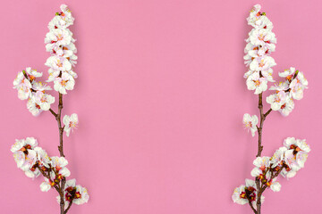 Sprigs of apricot tree with flowers isolated on pink background Place for text Concept of spring came, mother's day, Easter, 8 march Top view Flat lay Hello march, april, may