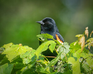 Male red winged blackbird in Acushnet River Reserve, Buzzards Bay Coalition, Massachusetts