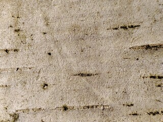 Grey natural birch tree bark texture 