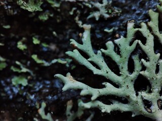 Bright turquoise lichen on the bark of the old tree