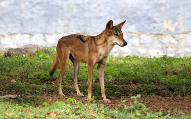 foxes (Jackal animal) stand in the table. In the blurred background