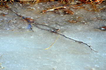 Abstract background. Twigs and leaves frozen in ice. Autumn spring natural phenomenon