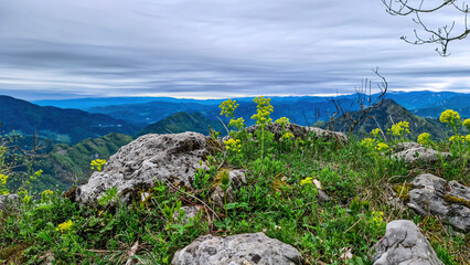 Fototapeta na wymiar Scenic view from summit of mount Roethelstein near Mixnitz in Styria, Austria. Small alpine meadow with yellow flowers in the Grazer Bergland in Styria, Austria. Wandelust