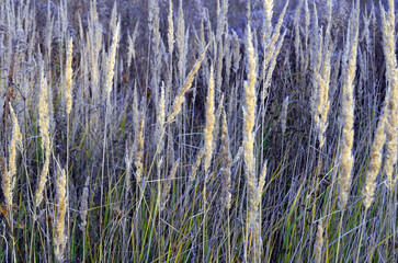 Dry autumn field grass, spikelets of wild grass in the autumn field