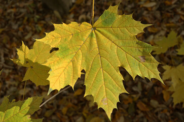 Yellow maple leaves close-up with veins, beautiful autumn background