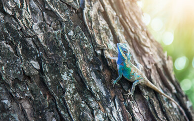 Chameleon close up. Multicolor Beautiful Chameleon close up reptile with colorful bright skin. The concept of disguise and bright skins. Exotic Tropical Pet. Chameleon, Southeast Asia