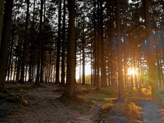 Naklejka premium sun rays in the pine forest