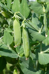Green peas (Lat. Pisum) in the garden close-up