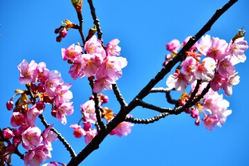 河津桜