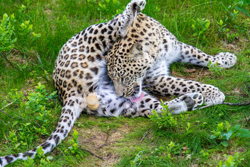 Der Leopard Panthera pardus