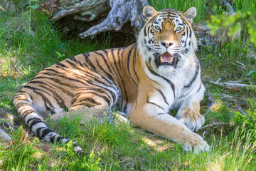 Naklejka na ściany i meble Amur Tiger, Welt größte Katze