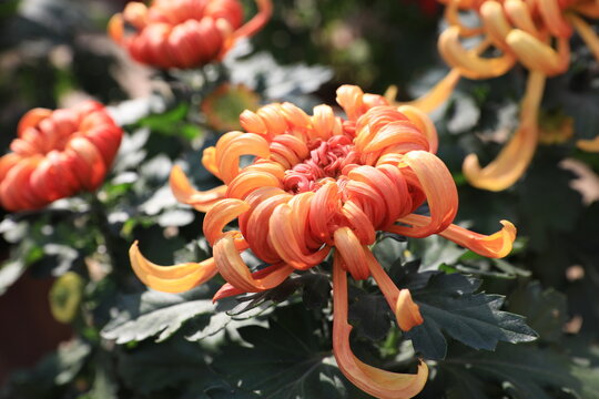 nature fresh and beautiful orange chrysanthemum