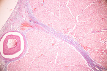 Anatomy and Histological Ovary, Testis and Sperm human cells under microscope.
