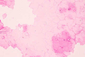 Fototapeta premium Anatomy and Histological Ovary, Testis and Sperm human cells under microscope. 