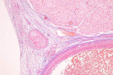 Anatomy and Histological Ovary, Testis and Sperm human cells under microscope.
